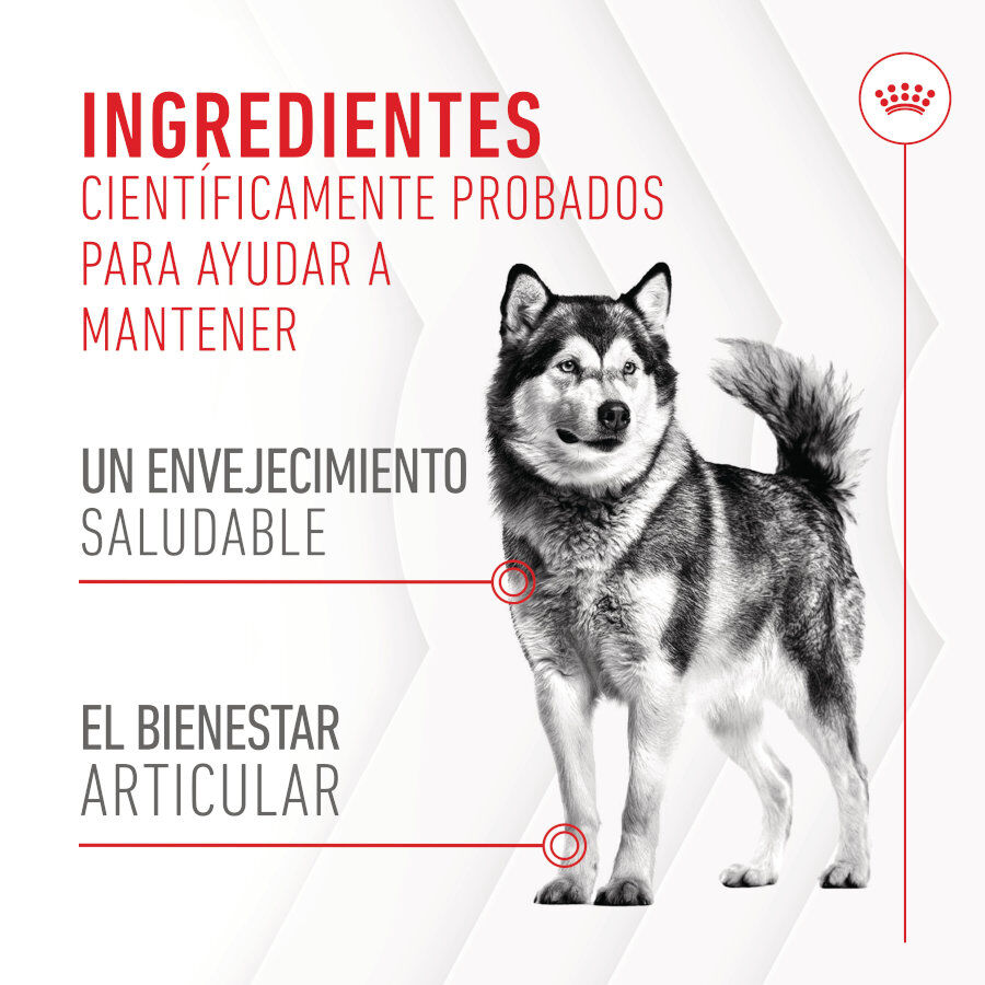 Royal Canin Joint &amp; Ageing Chews Suplemento Nutricional para perros con sensibilidad articular thumbnail