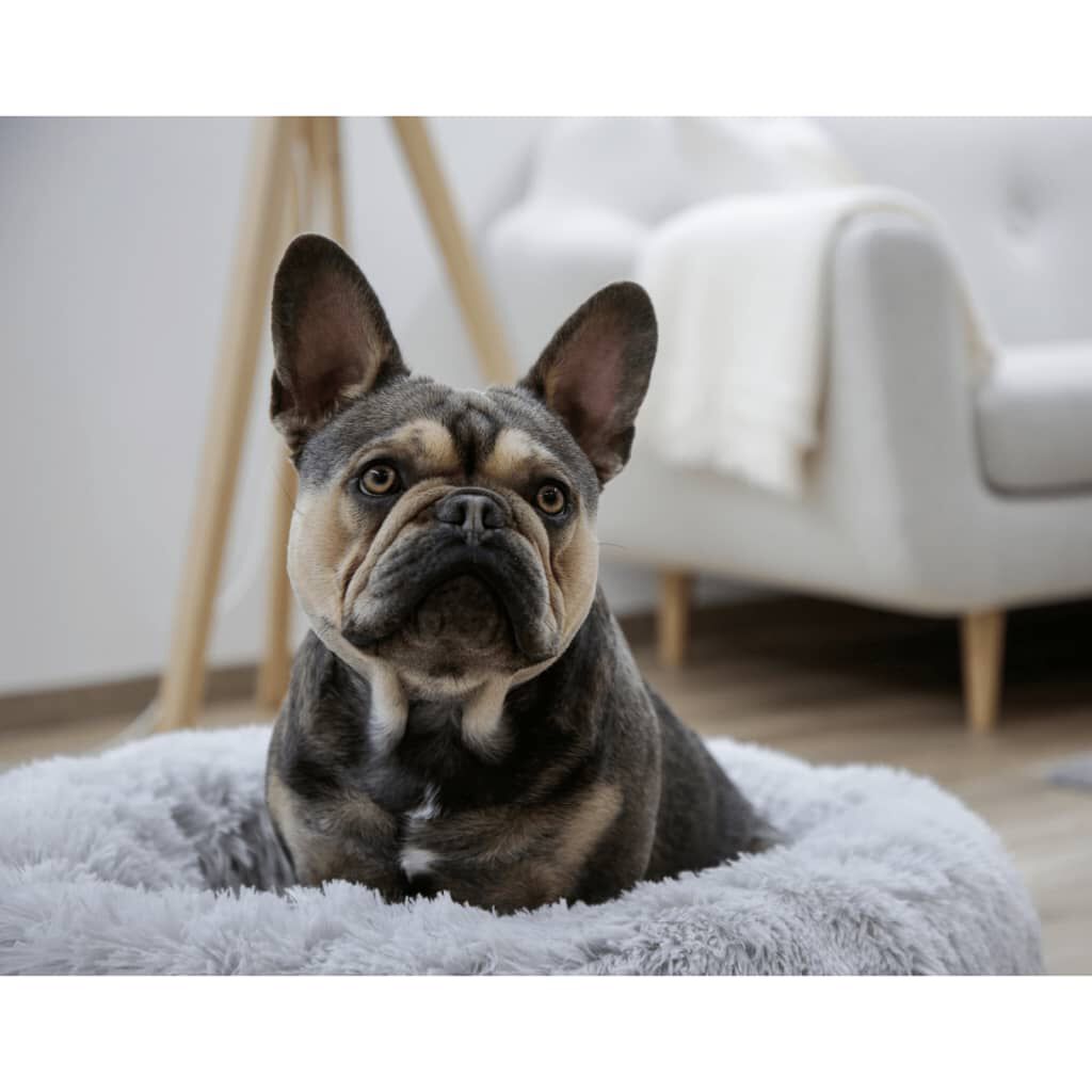 Cama Para Perros, , large Imagen numero 3