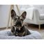 Cama Para Perros, , large indicador imagen numero 3
