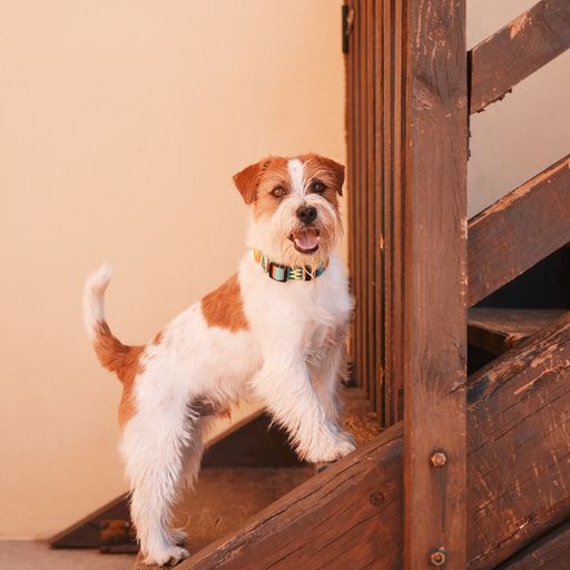 Dashi terracotta collar de poli&eacute;ster multicolor para perros, , large Imagen numero 5