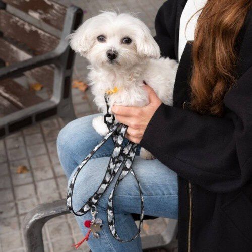 Correa Luckly Gris Camuflaje para perros color Gris, , large Imagen numero 2