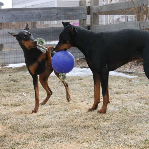 Pelota con cuerda para perros color Azul, , large Imagen numero 6