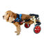 Silla de Ruedas a medida para perros de 30 a 45kg. Arnés Color Azul, , large indicador imagen numero 1