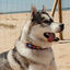 COLLAR CAMERUN - M, , large indicador imagen numero 2