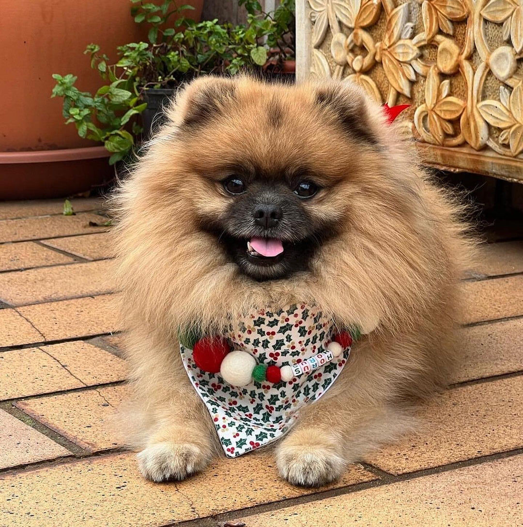 Collar De Perro Personalizado Con Pompones, , large Imagen numero 4