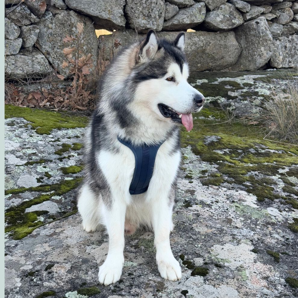 La Casa de Turrón Arnés Adventure Ocean azul con 3 puntos de enganche para perro thumbnail