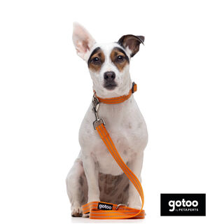 Gotoo Correa de nylon reflectante naranja para perros