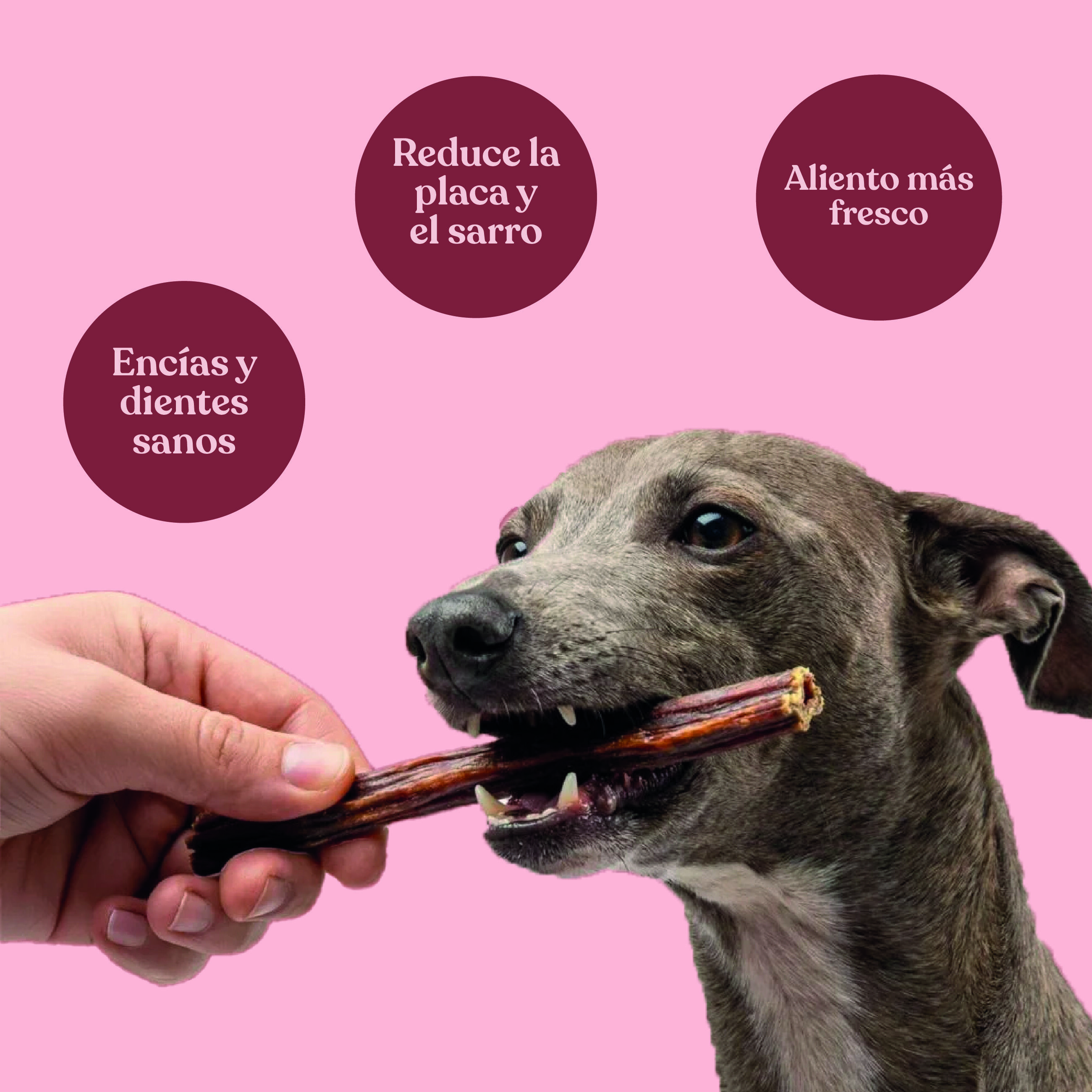 dr.bimix Palitos de Es&oacute;fago de Vacuno 30 cm para Perros | Masticaci&oacute;n Natural y Salud Dental, , large Imagen numero 3