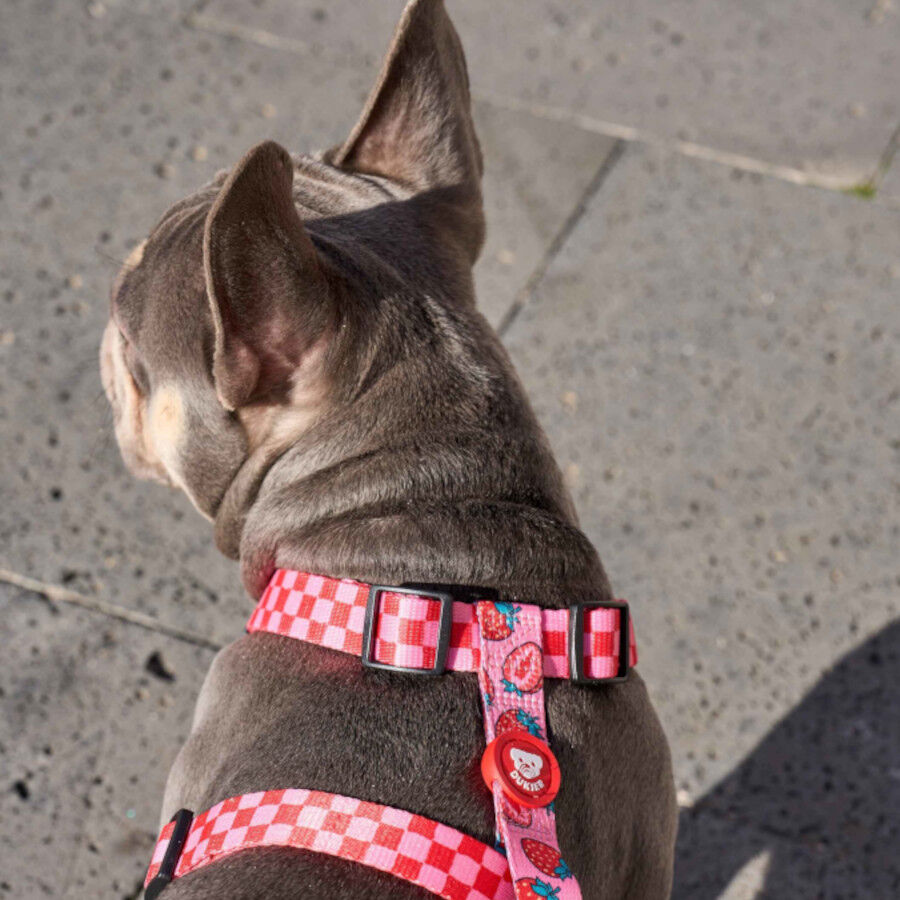 Dukier Arn&eacute;s Cl&aacute;sico Dise&ntilde;o Berry Love para perros, , large Imagen numero 2