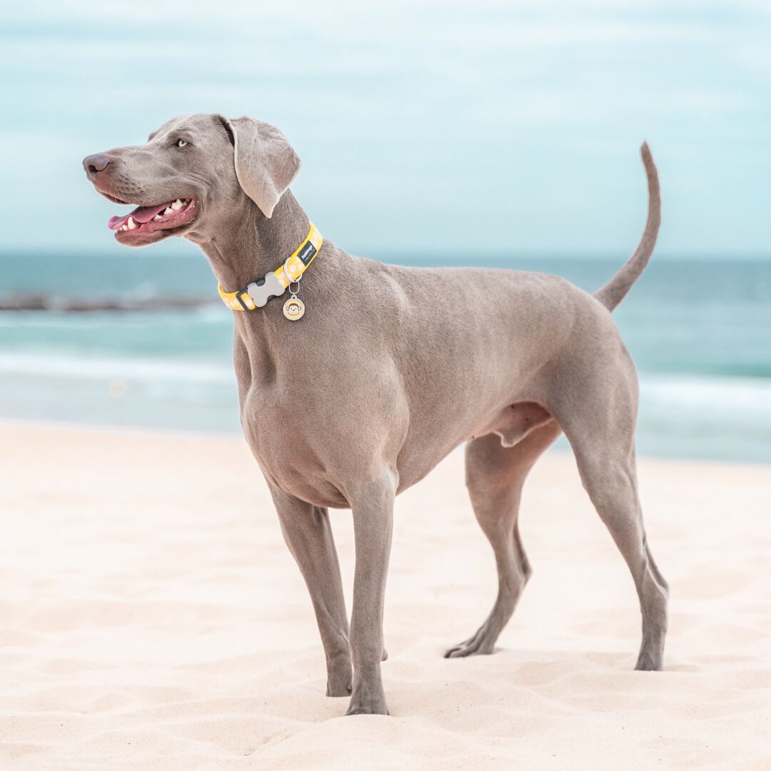 Placa identificativa Acero Inoxidable Esmalte Mono Amarillo para perros, , large Imagen numero 2