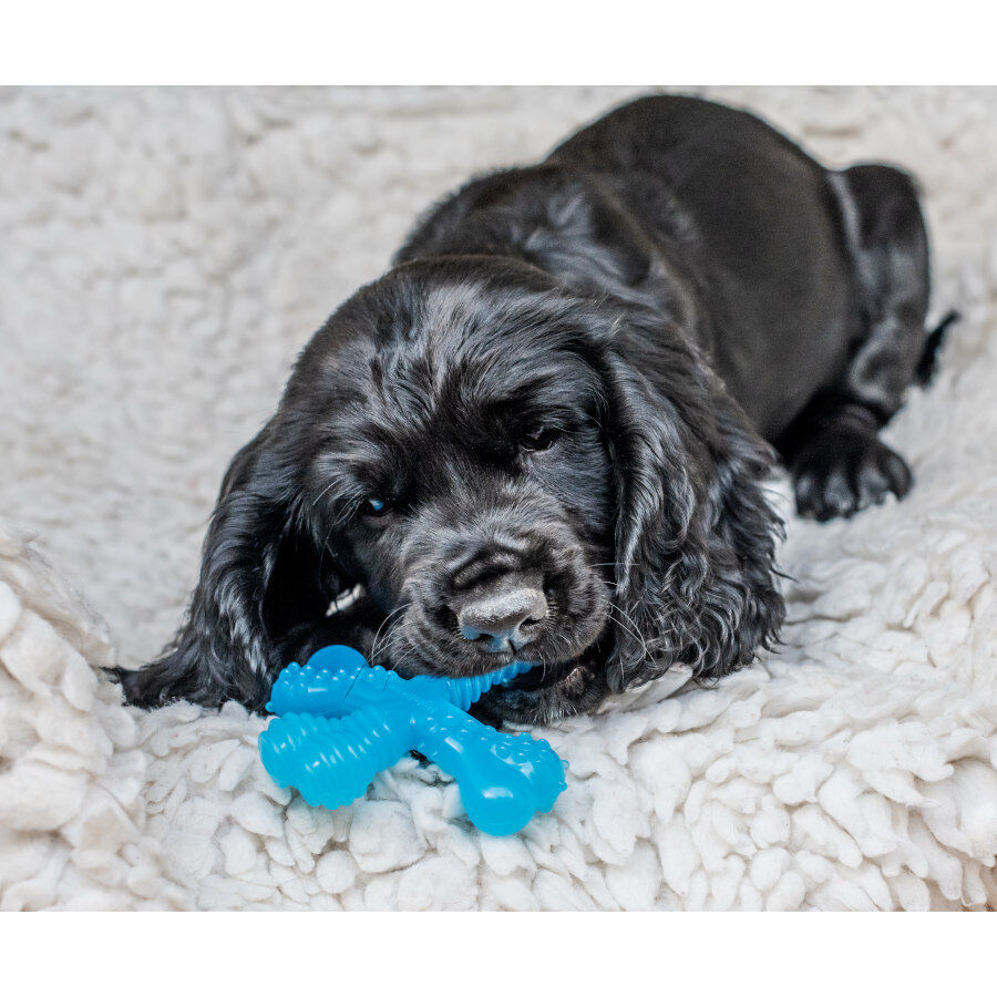 Nylabone Hueso X Mordedor Sabor a Carne para cachorros thumbnail