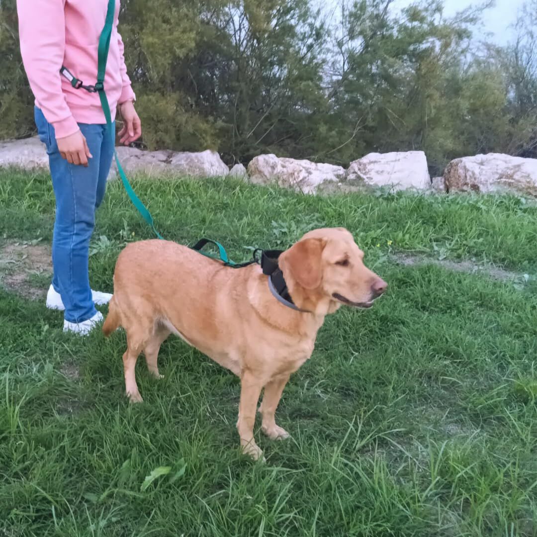 EGV - Correa multiposicion perro con doble asa de neopreno. Correa perro manos libres de 2,50 metros de longitud. (Verde botella), , large Imagen numero 5
