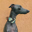 COLLAR PLUTO GALGO - XS, , large indicador imagen numero 2