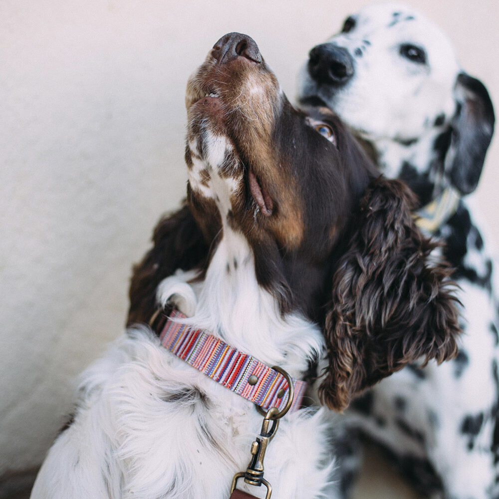 Ladran Gaucho Collar Toby rosa  para perros, , large Imagen numero 2