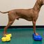 FitPAWS Plataforma de equilibrio mascotas Mini K9FITbone 2 uds azul, , large indicador imagen numero 3
