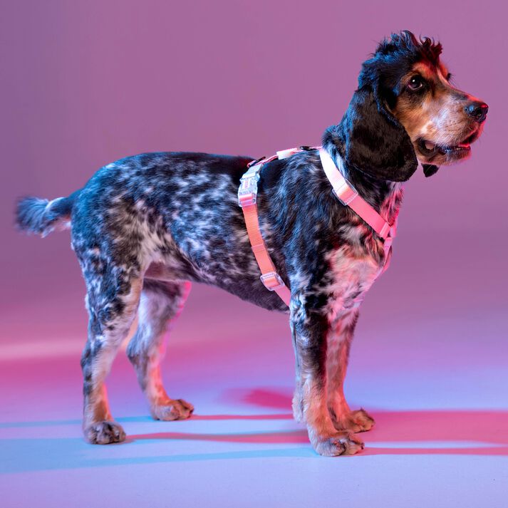 Arn&eacute;s NEON PARTY SUNRISE, , large Imagen numero 4