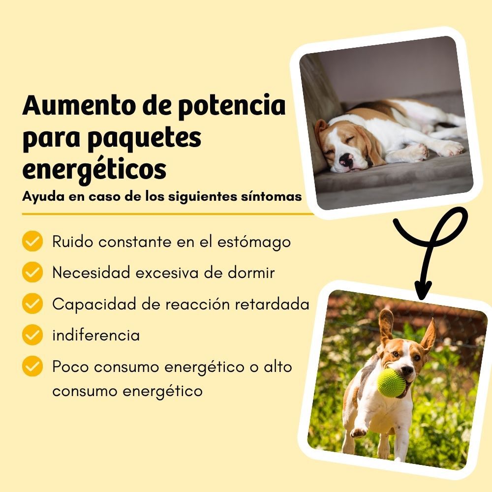 BugBell EnergyWonder Pienso 5x800 g &ndash; Hipoalerg&eacute;nico, sin cereales, con prote&iacute;na de insecto, pl&aacute;tano, ch&iacute;a y L-Carnitina, , large Imagen numero 4