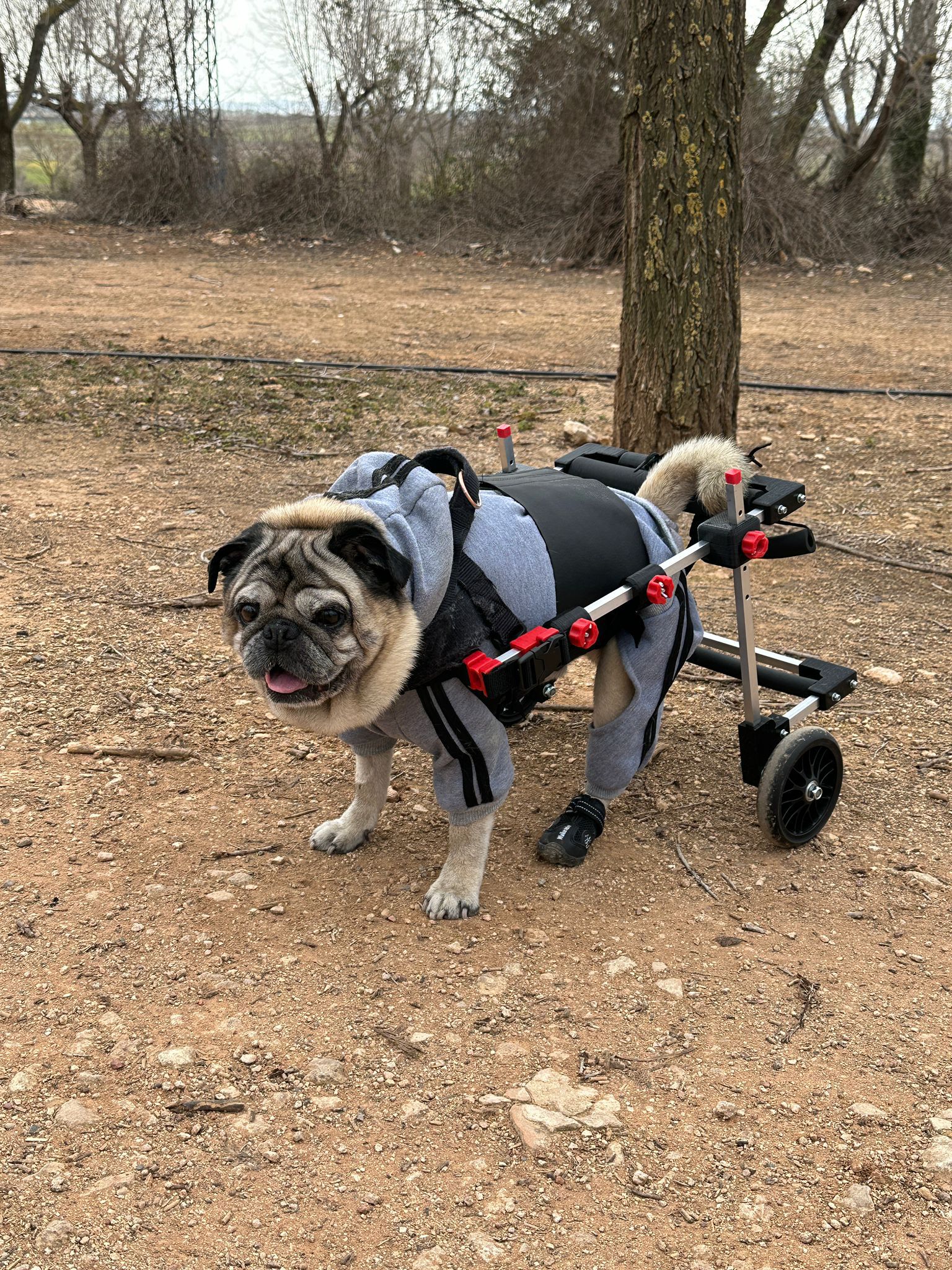 SILLA DE RUEDAS PARA PERROS TALLA MEDIANA, , large Imagen numero 11