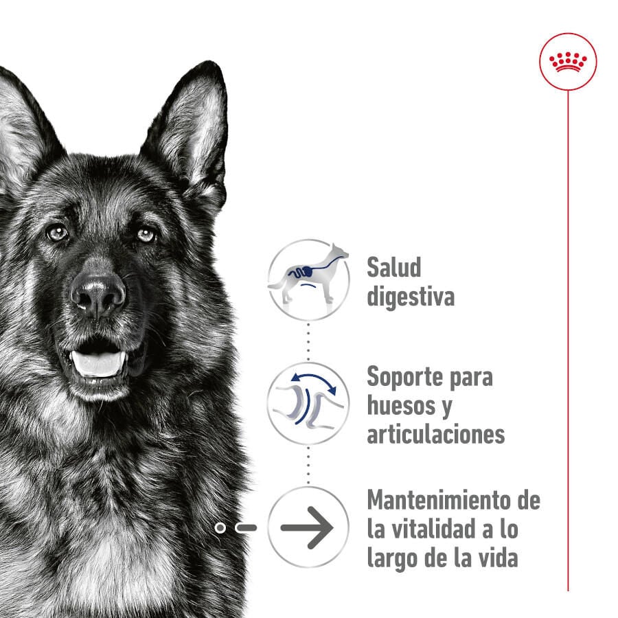 Royal Canin Maxi Ageing 5+ Paté lata para perros thumbnail