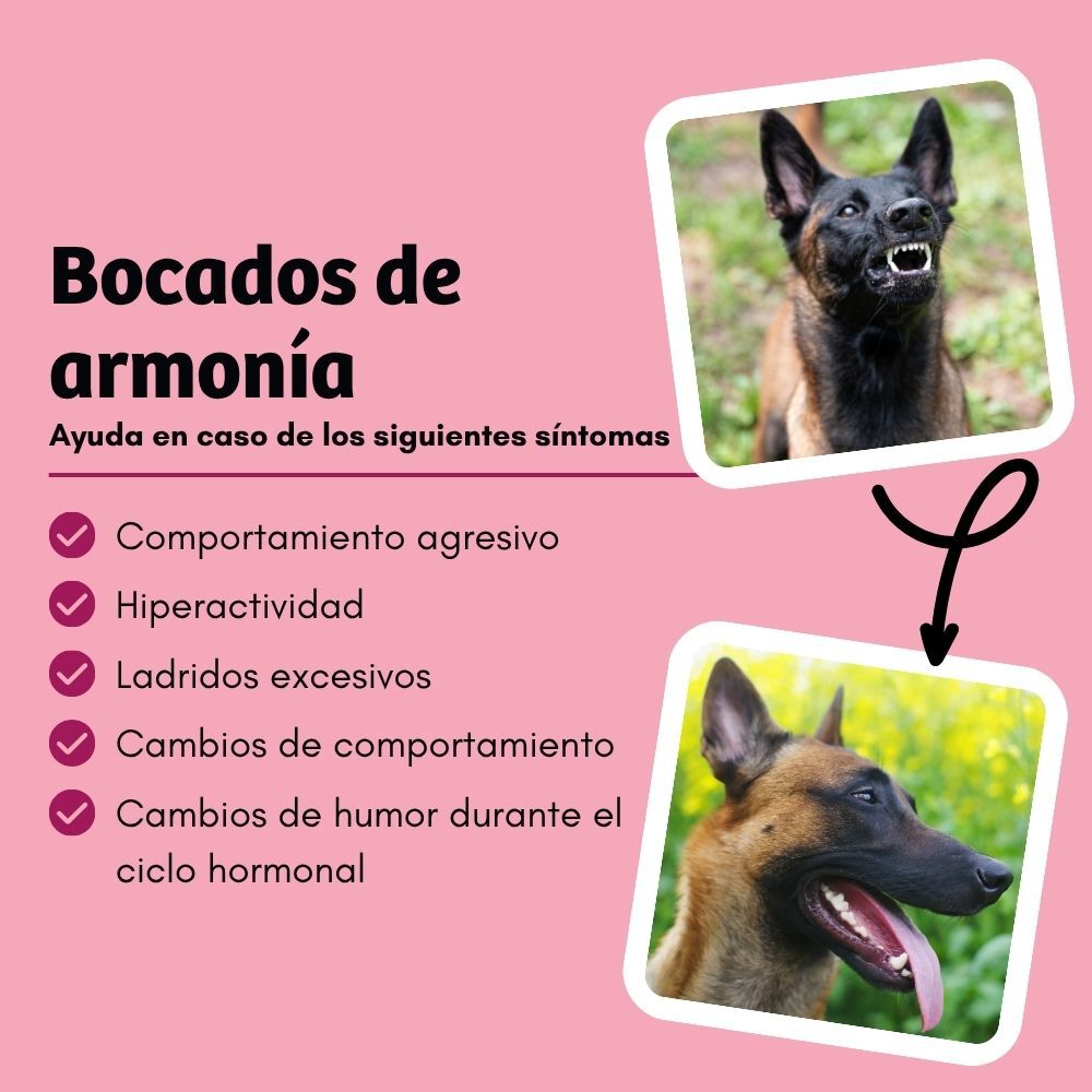 BugBell HappyMood Pienso 5x800 g &ndash; Hipoalerg&eacute;nico, sin cereales, con prote&iacute;na de insecto, remolacha, vitex, valeriana y L-tript&oacute;fano, , large Imagen numero 4