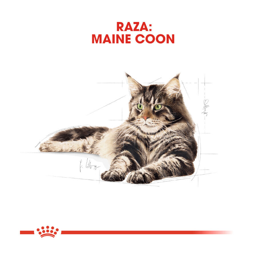 Royal Canin Maine Coon sobres para gatos thumbnail