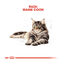 85 g Royal Canin Maine Coon sobres para gatos, , large indicador imagen numero 4
