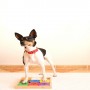Juguete inteligente para perros Sudoku Rainbow