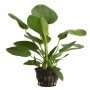 Planta para acuario Tropica Iberia Echinodorus Cordifolius