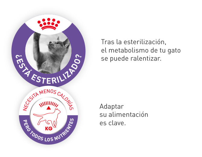 Royal Canin esterilizado. Adaptar su alimentación es clave, ya que su metabolismo puede ralentizarse con la esterilización. Menos calorías, mismos nutrientes.