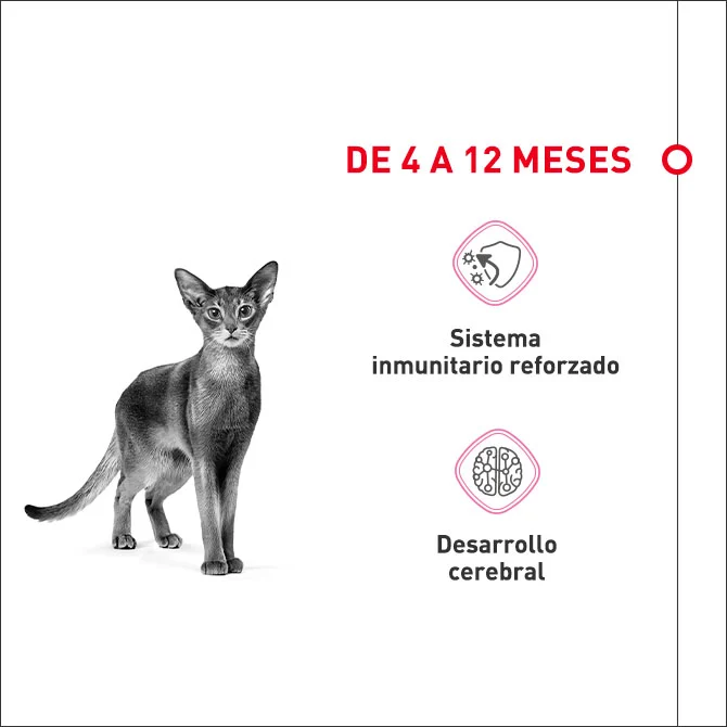 Desde los cuatro a los doce meses