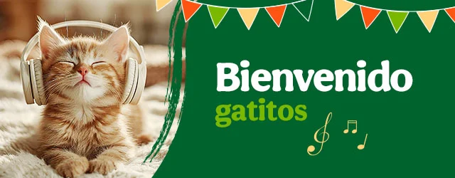 Bienvenidos gatitos