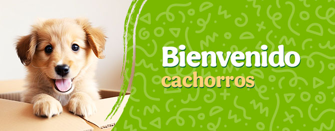 Bienvenidos cachorritos