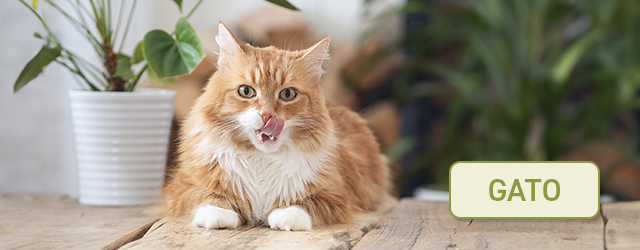 Encuentra la receta que mejor se adapta a tu gato