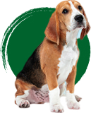 Categoria perros
