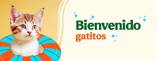 Bienvenidos gatitos