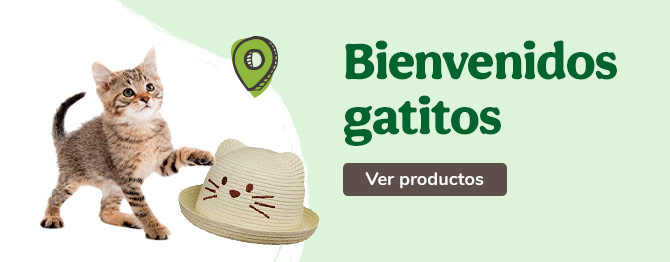 Bienvenidos gatitos