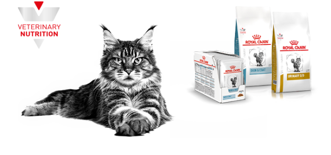 Royal Canin Veterinario Gatos