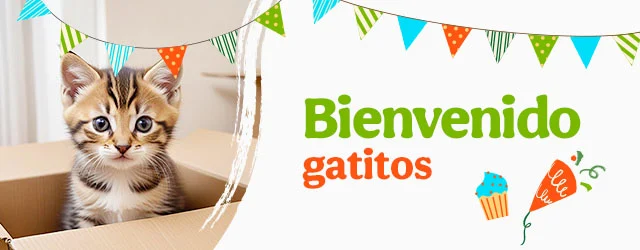 Bienvenidos gatitos