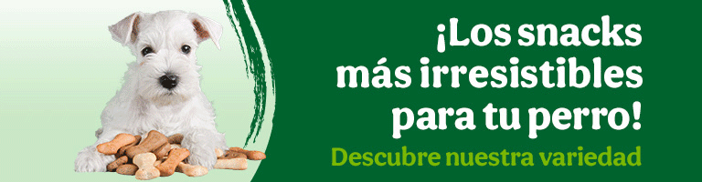 Los mejores snacks para tu perro