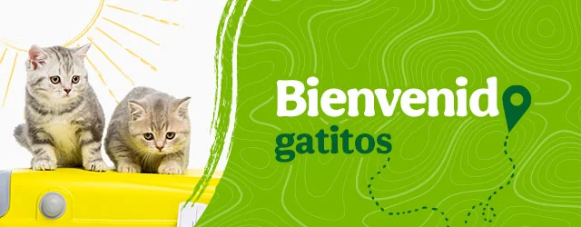 Bienvenidos gatitos