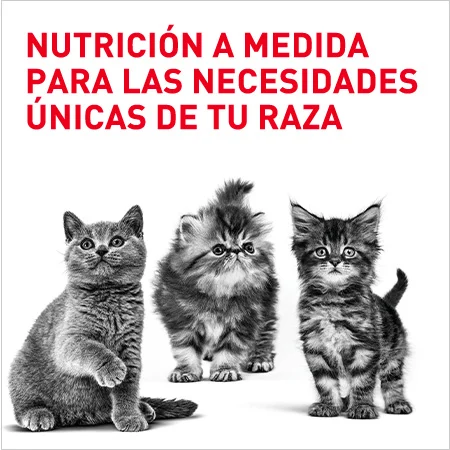 Royal canin  Razas gatito
