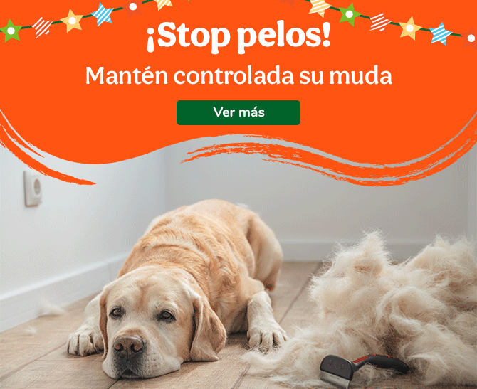Mantén controlada la muda con estos cepillos ideales