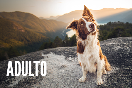 Recetas para perro en etapa adulta.