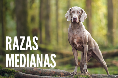 Recetas para perros de tamaño mediano.