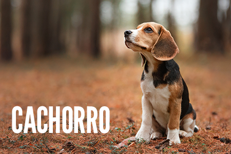 Recetas para perro en etapa de cachorro.