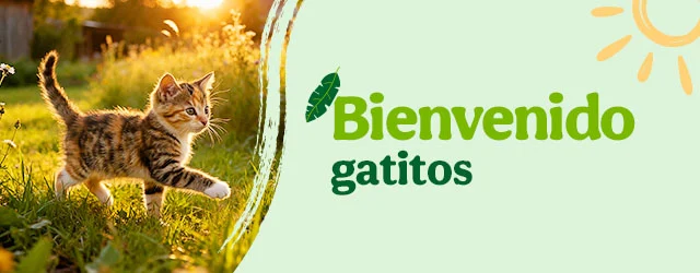 Bienvenidos gatitos