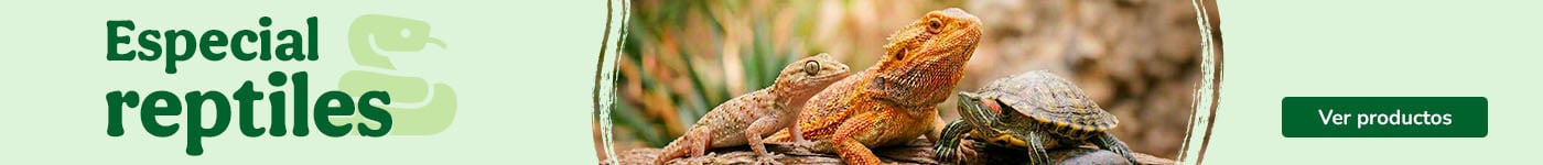 Los productos más reptilianos para tu compañero.
