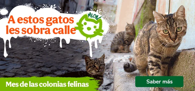 Mes de las colonias felinas