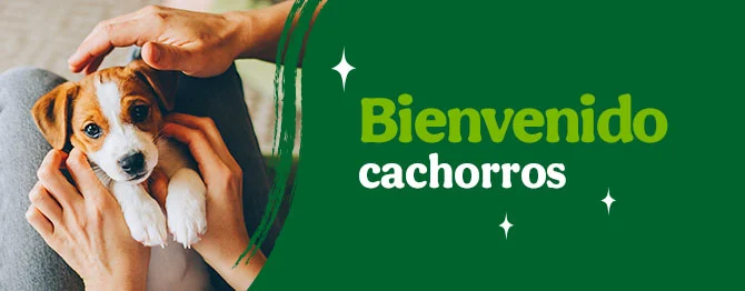 Bienvenidos cachorritos
