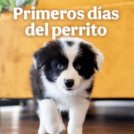 Primeros días del gatito